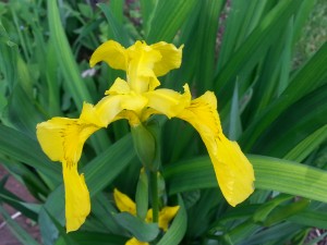 yellow iris